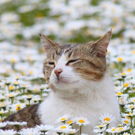 猫好き２