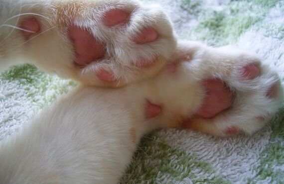 かわいいねこや犬の画像で和綴じのアルバムを作りましょう♪|スマホでアルバム作成ならPATORASUへ