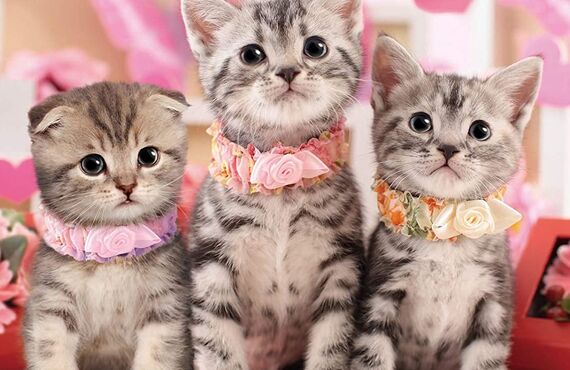 かわいいペットとの大切な瞬間をいつまでも！スマホで作ろう大好きな猫の動画付き御朱印アルバム|スマホでアルバム作成ならPATORASUへ