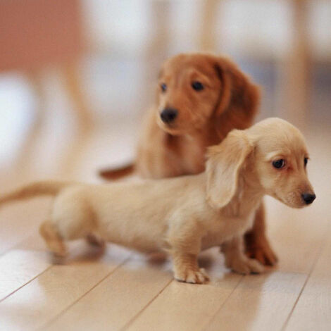 pet
