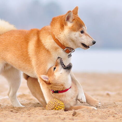 pet