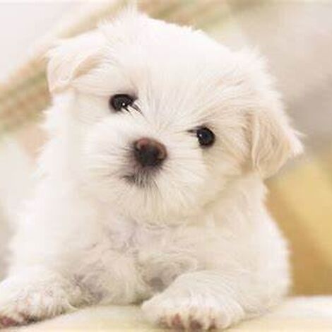 pet