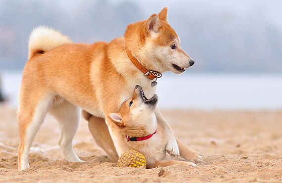 貴方の可愛いペット、柴犬のメモリアルな御朱印アルバムを作りましょう♪スマホでアルバム作成ならPATORASUへ