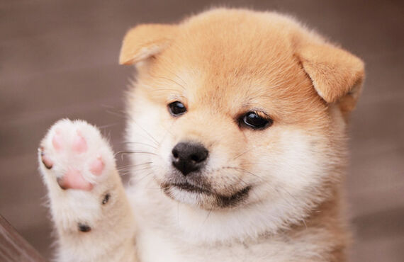 可愛いペット、柴犬好きな人と繋がりたい♪スマホで御朱印アルバム作成ならPATORASUへ