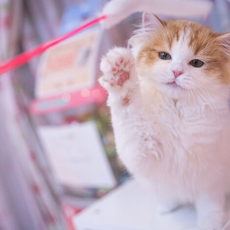 cat