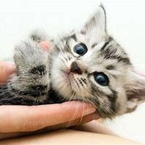 pet