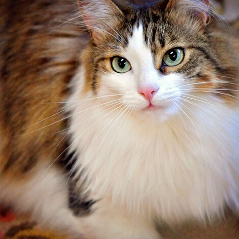pet