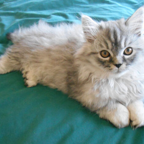 pet